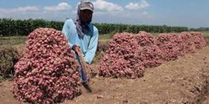 Produksi Bawang Merah Turun item-thumbnail