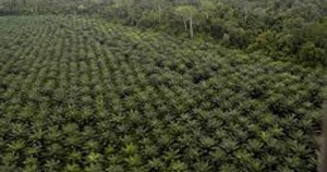 Pemerintah tetap Konsisten Hentikan Pembukaan Lahan Kelapa Sawit di Hutan Alam item-thumbnail