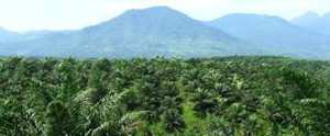 950.000 Ha Lahan sawit Dikenakan Moratorium item-thumbnail