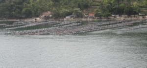 Keramba Jaring Apung Masih Ada, Danau Toba Milik Siapa ? item-thumbnail