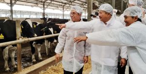Kemitraan Industri Olahan Susu Pacu Suplai Bahan Baku 41 Persen di 2021 item-thumbnail