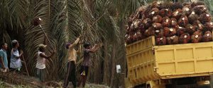 Kemenperin Tingkatkan Nilai Tambah Kelapa Sawit dan Karet item-thumbnail
