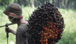 Produksi CPO Melonjak, Permintaan Berkurang, Harga Melemah item-thumbnail
