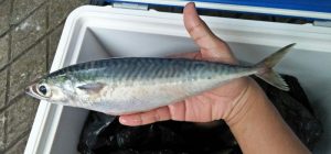Terkait Impor Ikan Salem, Direksi Perindo Diringkus KPK item-thumbnail