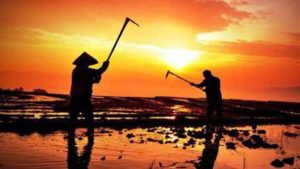 Dirjen IKMA: BUMN yang Lebih Pilih Impor Cangkul item-thumbnail
