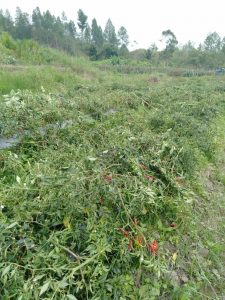 Tanaman Cabai Merah Seluas 1.200 Meter Dibabat Orang tak Dikenal di Sipoholon Tapanuli Utara item-thumbnail