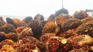 Harga CPO, Turun Lagi item-thumbnail