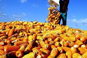 Kemudahan Impor Jagung item-thumbnail