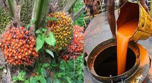 Penyebaran Virus Corona Ikut Memperburuk Kinerja Harga CPO item-thumbnail