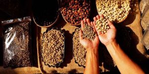 Terimbas Covid-19, Pemerintah Gandeng Marketplace Gairahkan Industri Kopi item-thumbnail