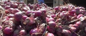 Produksi Bawang Merah Anjlok 30%, Tapi Masih Saja Diekspor item-thumbnail