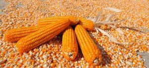 Ada Mafia di Balik Perdagangan Jagung item-thumbnail