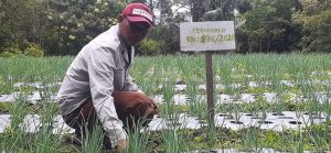 Humbahas Song-song Swasembada Bawang Putih dan Bawang Merah item-thumbnail