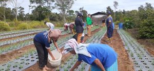 Petani di Paranginan Senang Menggeluti Tanaman Bawang Putih dan Bawang Merah item-thumbnail