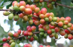 Tanaman Kopi di Tapanuli tak Lagi Hanya Sekedar Sigagar Utang item-thumbnail