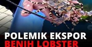 Hentikan Ekspor Benih Lobster item-thumbnail