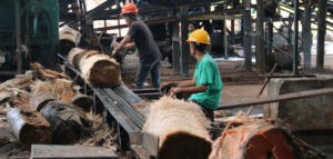 Wujudkan Ketahanan Pangan Nasional, Kemenperin Pacu Hilirisasi Sagu item-thumbnail