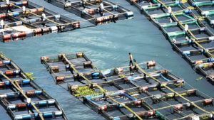 Danau Toba akan Dibersihkan dari KJA item-thumbnail