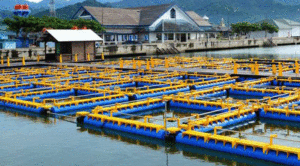 Danau Toba Harus Dibersihkan dari KJA item-thumbnail