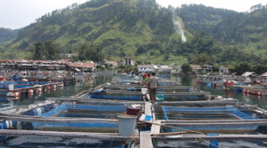 Semakin Menjamur, KJA di Danau Toba Minta Benar-benar Dilarang item-thumbnail