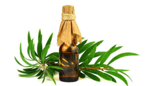 Tidak Ada Klaim Minyak Kayu Putih untuk Mencegah Covid-19 dan Bukan untuk Diminum item-thumbnail