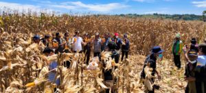 Jagung Menjadi Andalan Pertanian di Desa Hutasoit I dan II Lintongnihuta item-thumbnail
