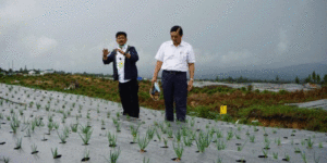 Kementan Hentikan Pengembangan Bawang Putih di Food Estate Humbahas, Kenapa ? item-thumbnail