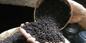 Kemenperin Inisiasi Lampung Timur Jadi Desa Devisa Lada Hitam item-thumbnail