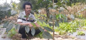 Malon Sianturi Petani Kopi Kreatif, Butuh Perhatian Pemkab Humbahas item-thumbnail