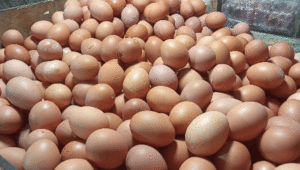 Harga Telur Ayam Ras Memberikan Andil Inflasi Nasional Pada Agustus 2022 item-thumbnail