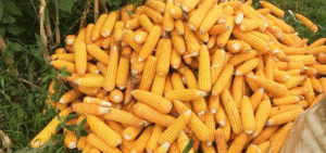 Budi Daya Jagung Menjadi Primadona di Paranginan item-thumbnail